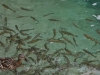 Plitvice-2009_dsc_0095